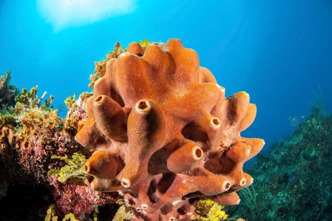 sponge
