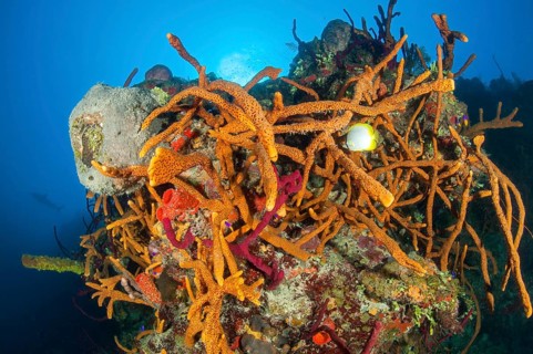 Agelas sceptrum sponge
