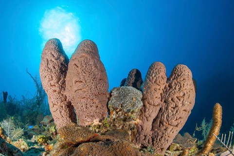 Sponge