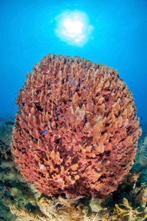 Sponge