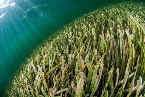 Thalassia sp. seagrass meadow