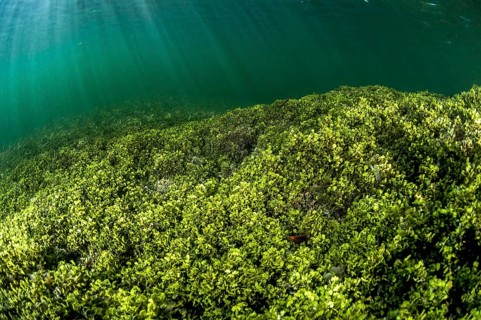 seaweeds