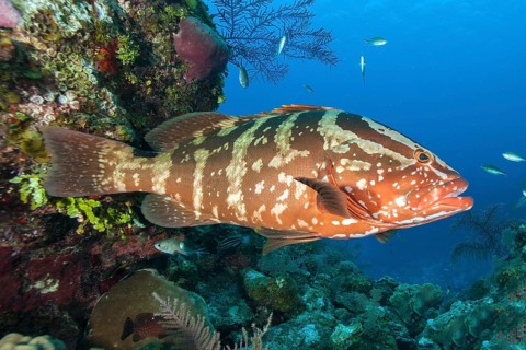 Nassau grouper