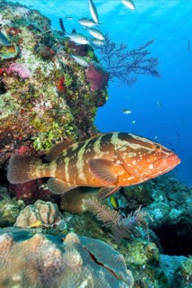 Nassau grouper