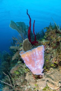 Sponge