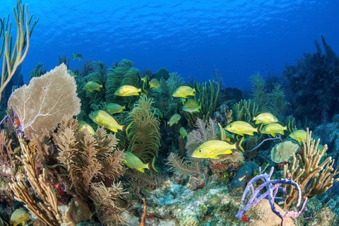 School of yellow grunts