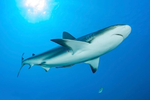 Caribbean reef shark