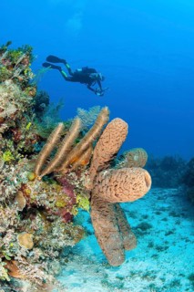 Agelas cerebrum sponge