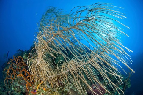 Seafan
