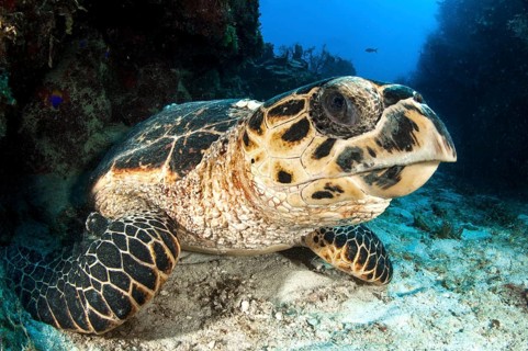 Hawksbill sea turtle