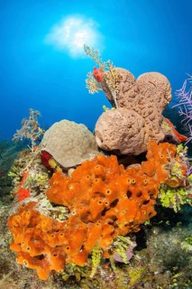 Ectyoplasia ferox and Agelas cerebrum sponges