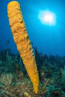 sponge