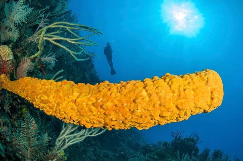 sponge