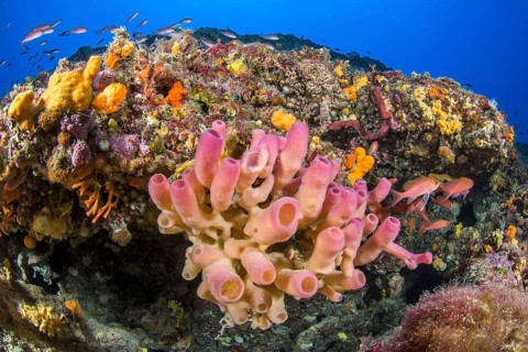 Haliclona