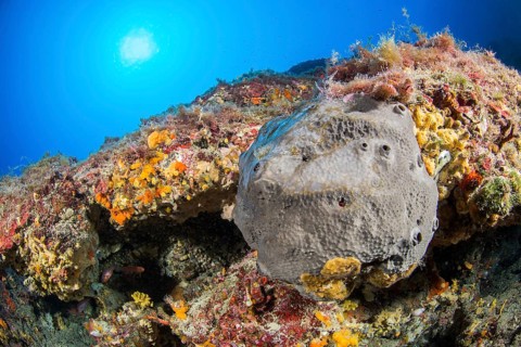 Scalarispongia scalaris sponge