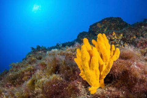 Axinella verrucosa sponge