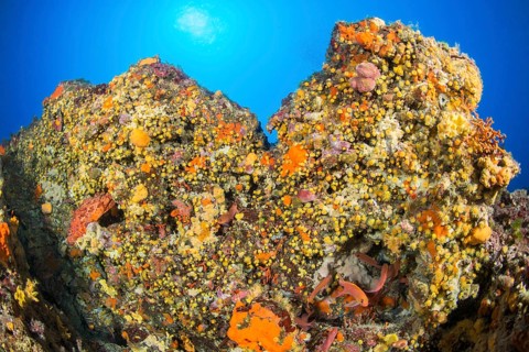 Yellow solitary coral