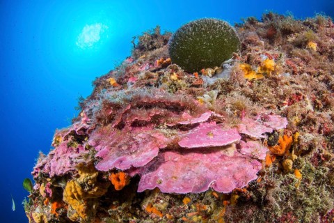 Lithophyllum stictaeforme