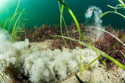 (Sepia officinalis), Zostera marina seagrass, Thau lagoon, Meze, Herault, Occitanie, France, Europe