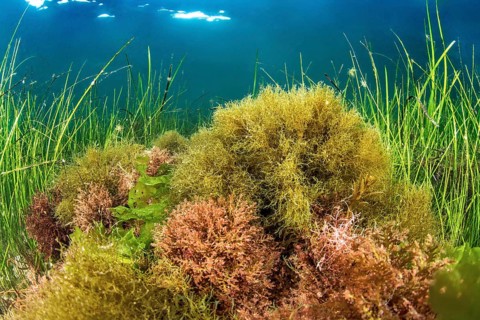 Seaweeds and seagrass
