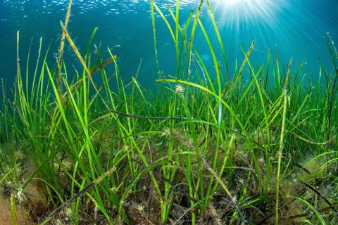 seagrass