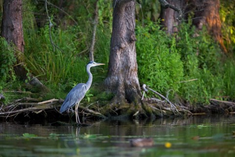 Grey heron