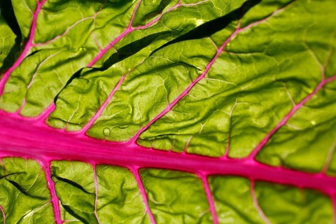 Beetroot