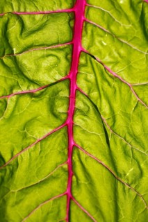 Beetroot