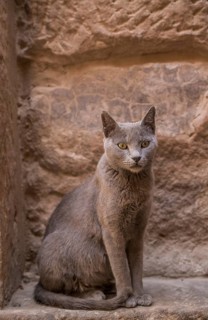 Cat in the temple complex Philae
