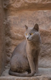Cat in the temple complex Philae