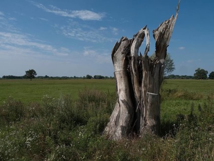 Deadwood in the Elbe floodplain near Schadebeuster in the Elbe River Landscape UNESCO Biosphere Reserve