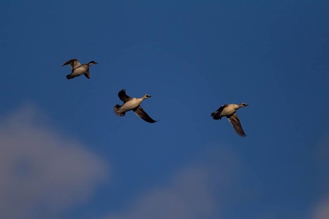 Smew