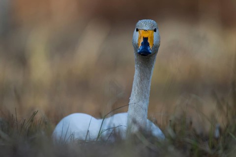 Whooper Swan