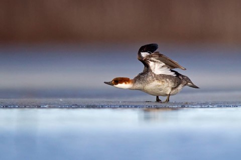 Smew
