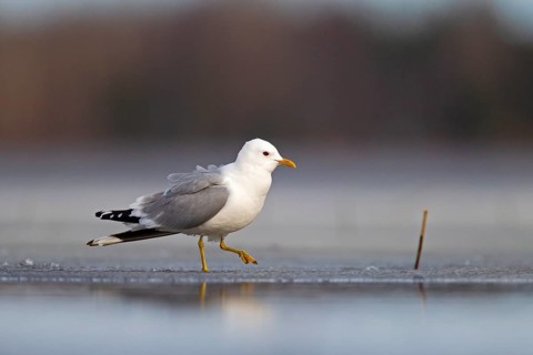 Common Gull