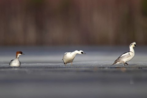 Smew