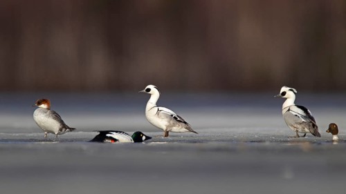 Smew