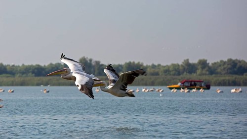 Great white pelicans