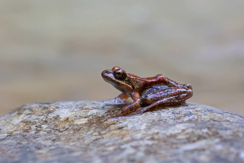 Pyrenean frog