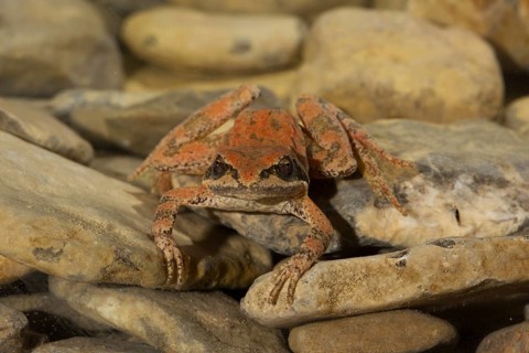 Pyrenean frog