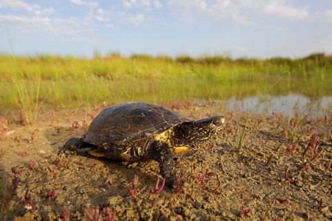 European pond turtle