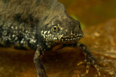 Northern crested newt