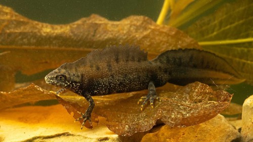 Northern crested newt