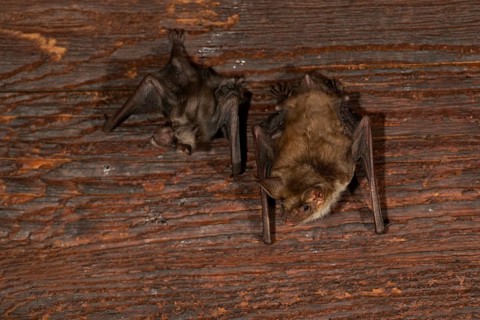 Greater mouse-eared bat