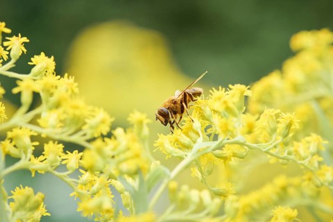 Dronefly