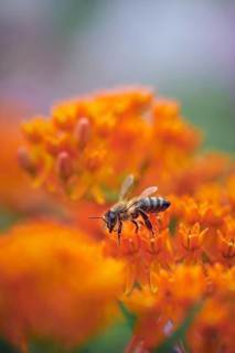 European honey bee