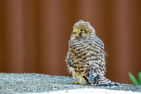 Common kestrel