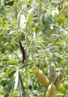 Rusty tussock moth