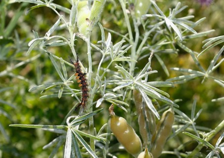 Rusty tussock moth