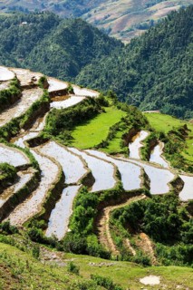 Rice field terraces